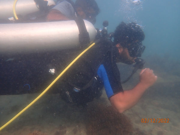 4. assessment of invasive sea weed .jpg
